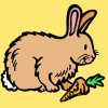 rabbit.jpg
