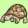 tortoise.jpg
